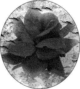 ���� �����