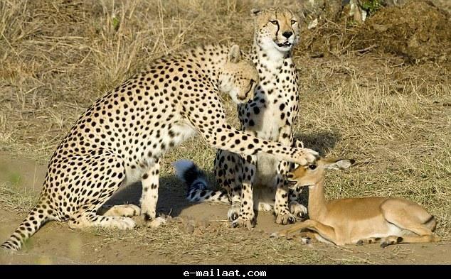 ����� �� ��� ������� ���� �� ���� ���� ������� ���� �� ����� 