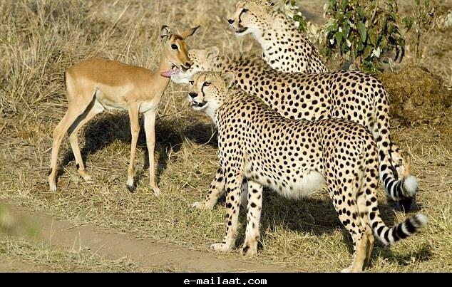 ����� �� ��� ������� ���� �� ���� ���� ������� ���� �� ����� 