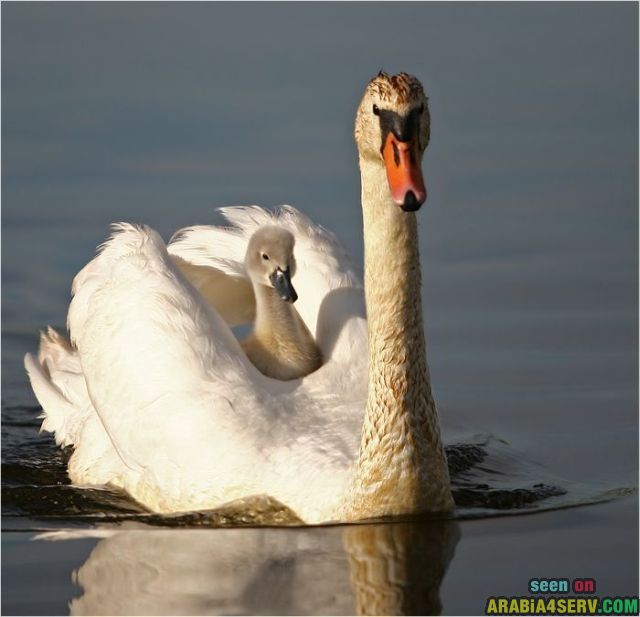 ����� �� ��� ������� ���� �� ���� ���� ������� ���� �� ����� 