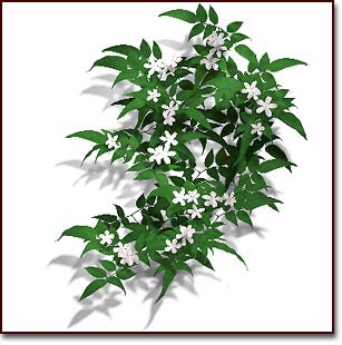 الياسمين 2013 احدث الياسمين2013 زهرة