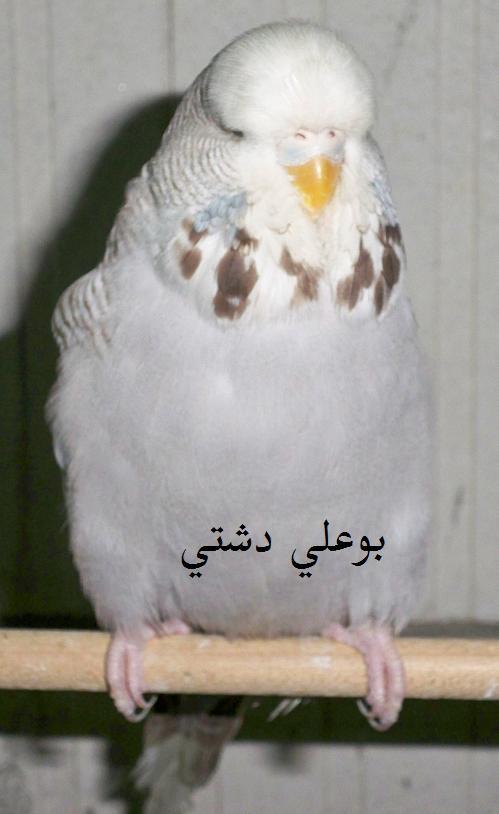 صورة