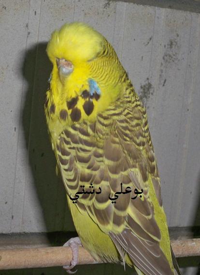 صورة