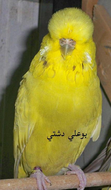 صورة