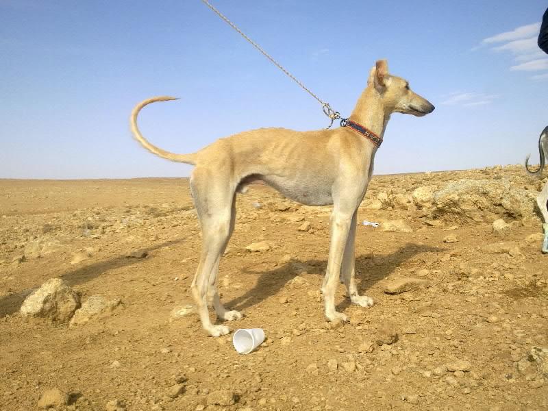 رحلة الصيد بل سلقان في سوريا أخوكم محمد 523528346.jpg