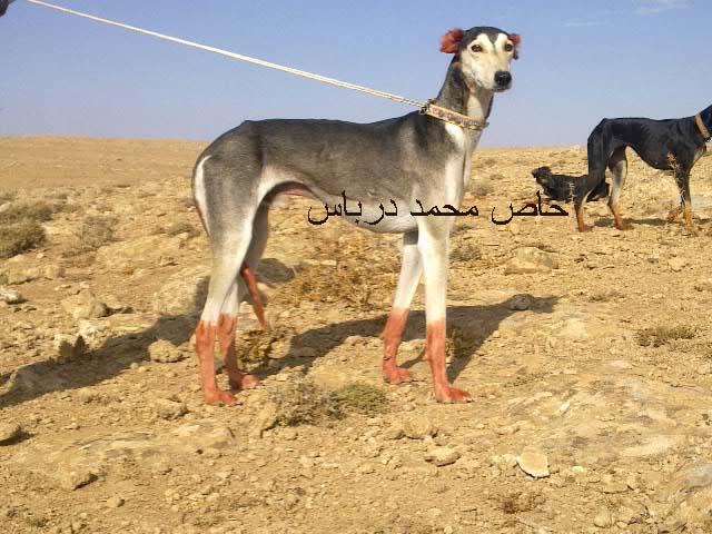 رحلة الصيد بل سلقان في سوريا أخوكم محمد 699557712.jpg