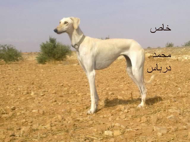 رحلة الصيد بل سلقان في سوريا أخوكم محمد 796311977.jpg