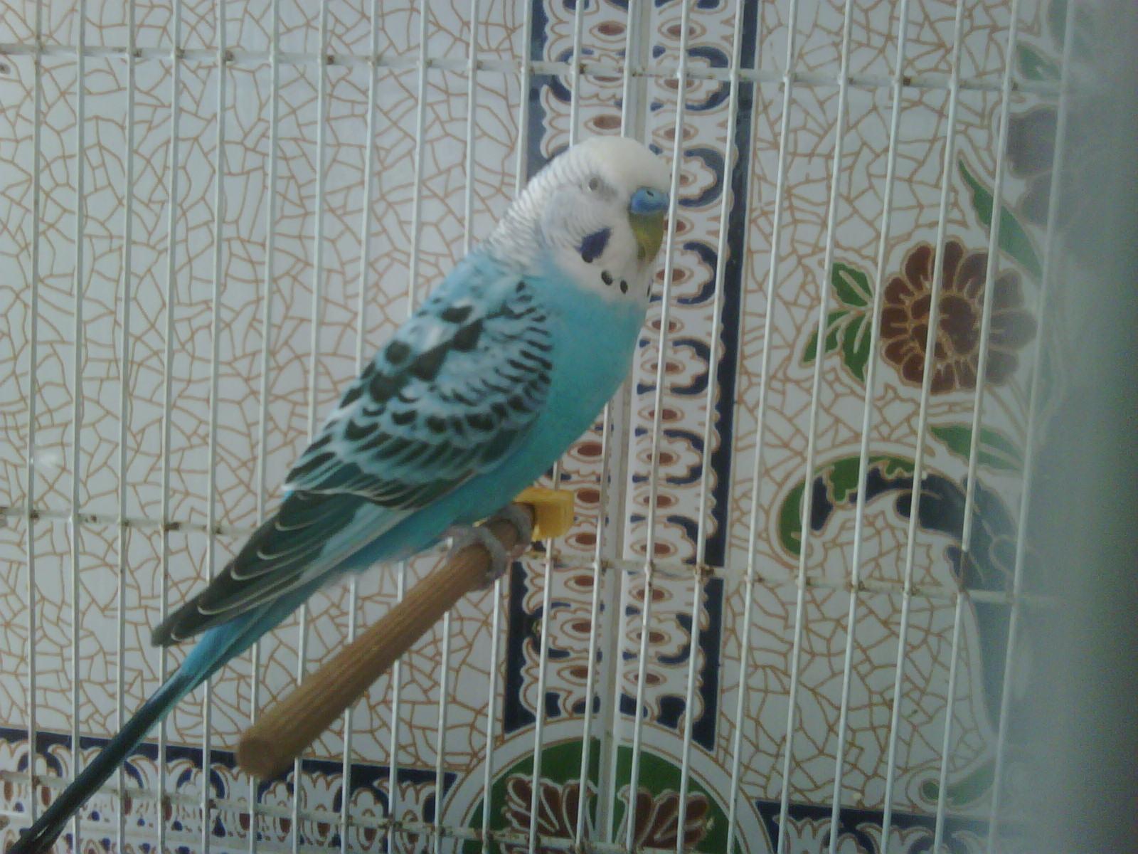 صورة