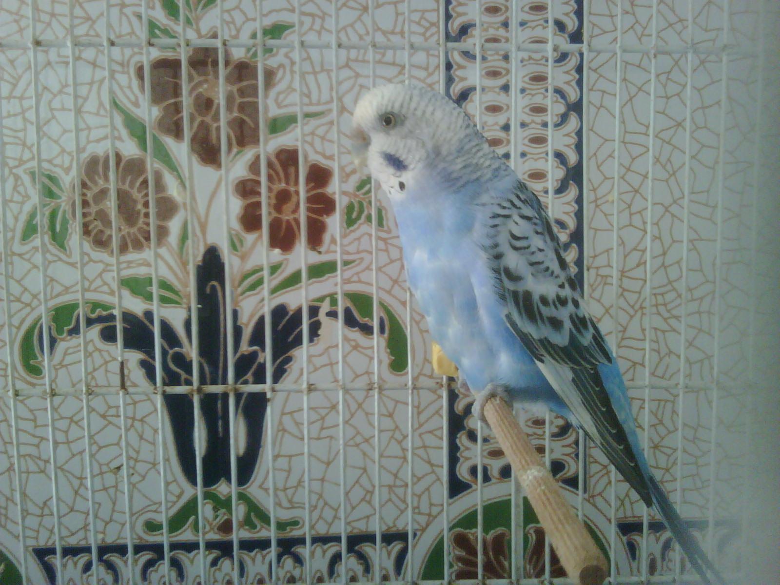 صورة