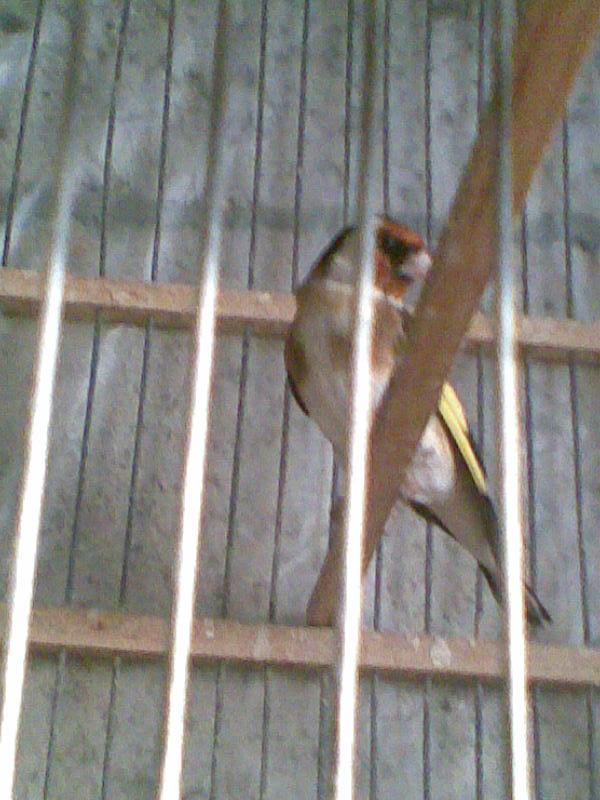 صورة