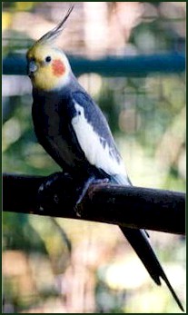 صورة