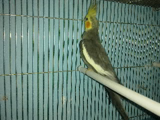 صورة