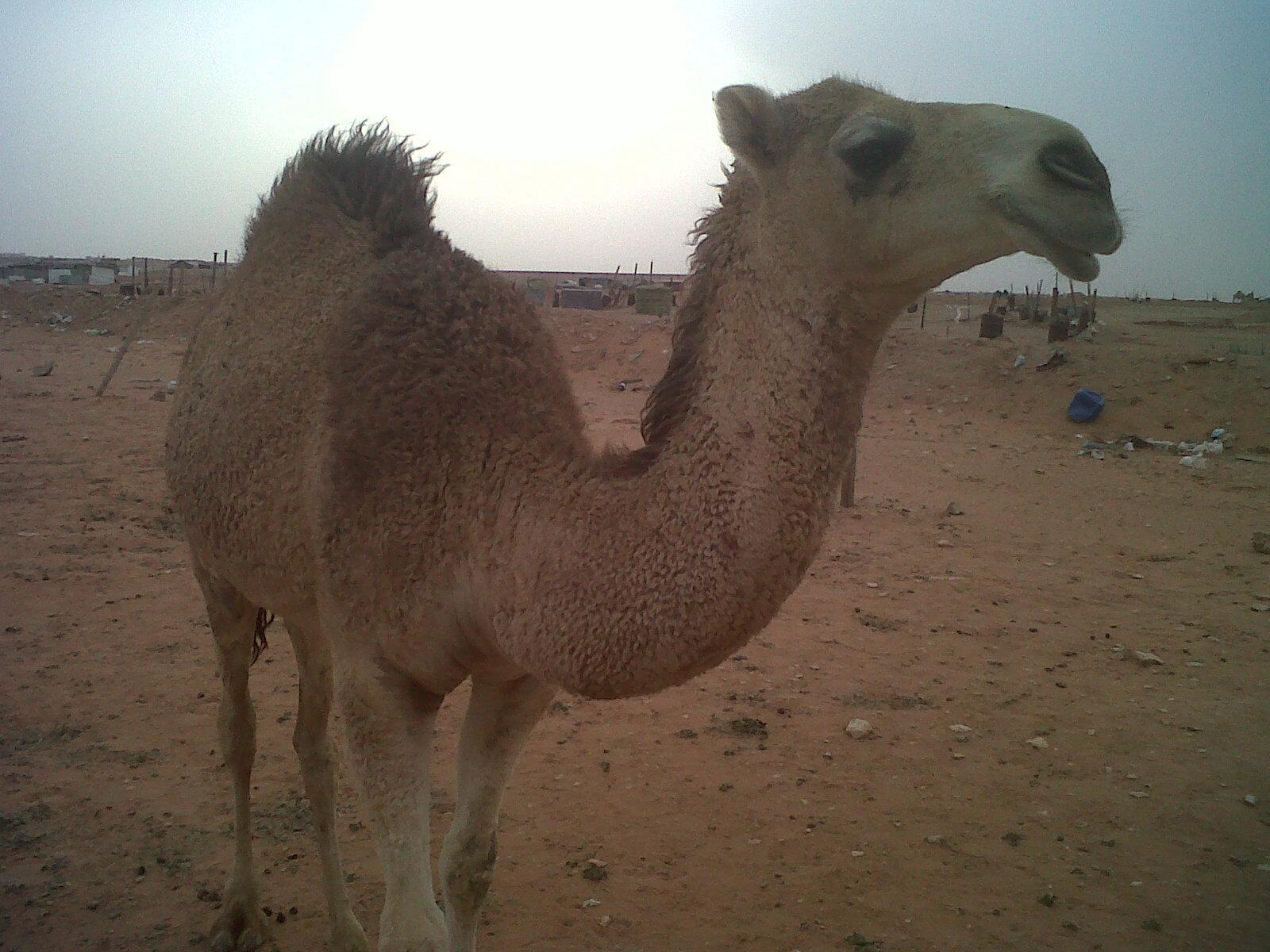 البــكرة الــطـيبة جـديد )).......