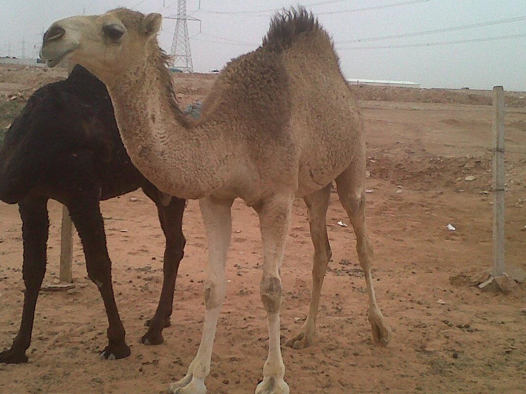 البــكرة الــطـيبة جـديد )).......