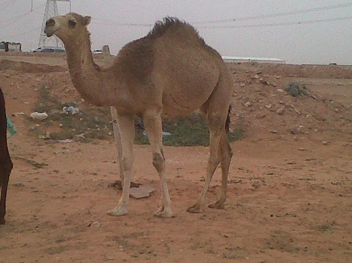 البــكرة الــطـيبة جـديد )).......