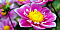 http://www12.0zz0.com/2011/04/21/13/667292888.gif