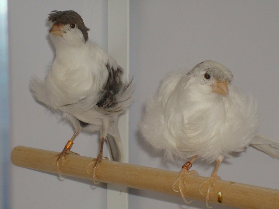 [صورة: 431342215.jpg]