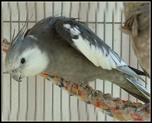 صورة