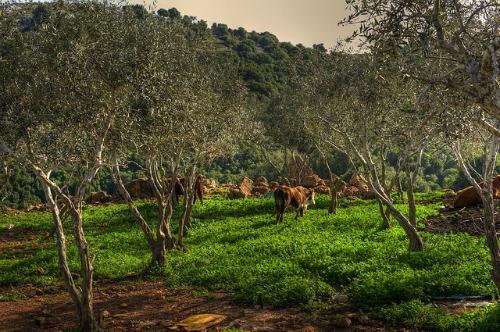 صور الطبيعة الخلابة في فلسطين - صفحة 3 907881283