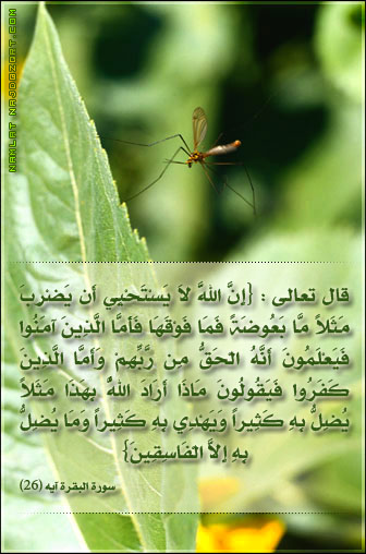 اضغط هنا لتكبير الصوره