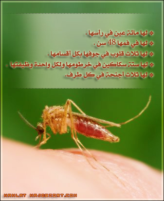 اضغط هنا لتكبير الصوره