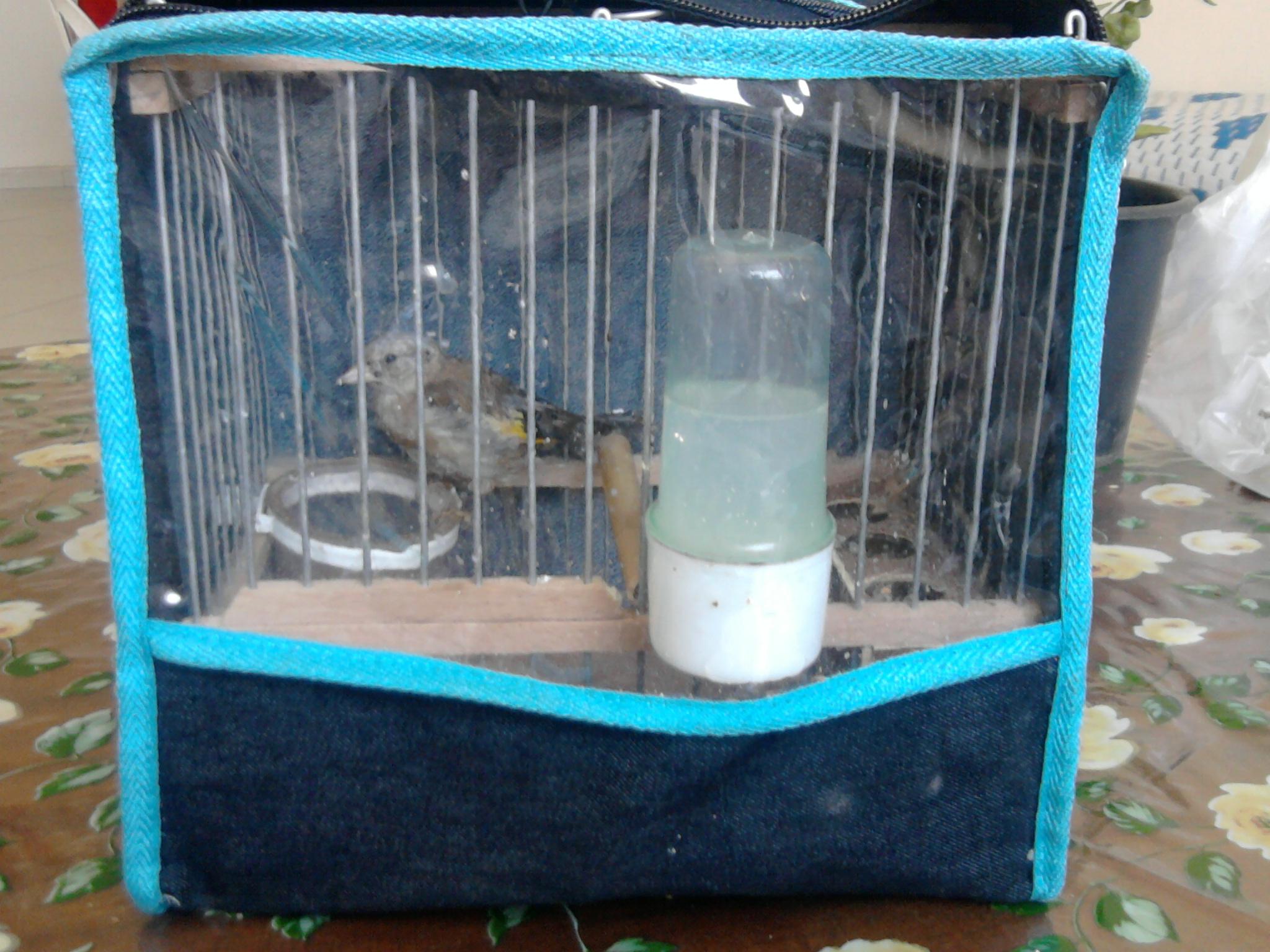 صورة