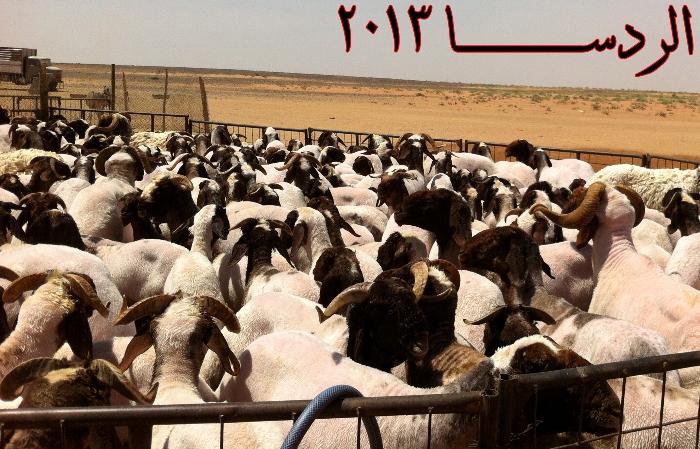 خليجية