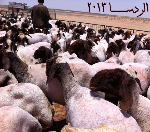 خليجية