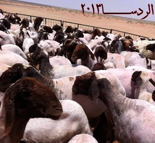 خليجية