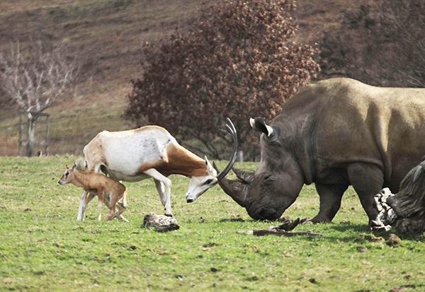 غزال يقاتل وحيد القرن