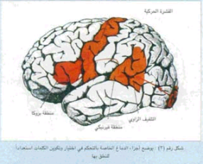 الناصية ووظيفة الفص الجبهي للدماغ 979799006.gif