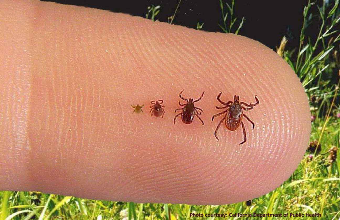اسباب اعراض اللايم borréliose 2017 795458453.jpg