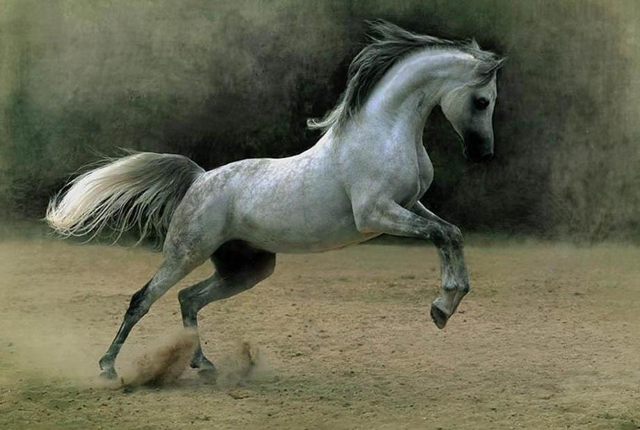 أجمل خيول عربية رائعة 2018 971647884.jpg