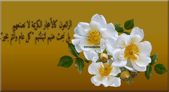 نقره لعرض الصورة في صفحة مستقلة