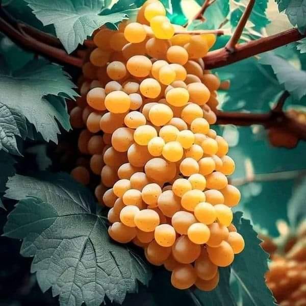 ���� ���� ������ �� ���� ������