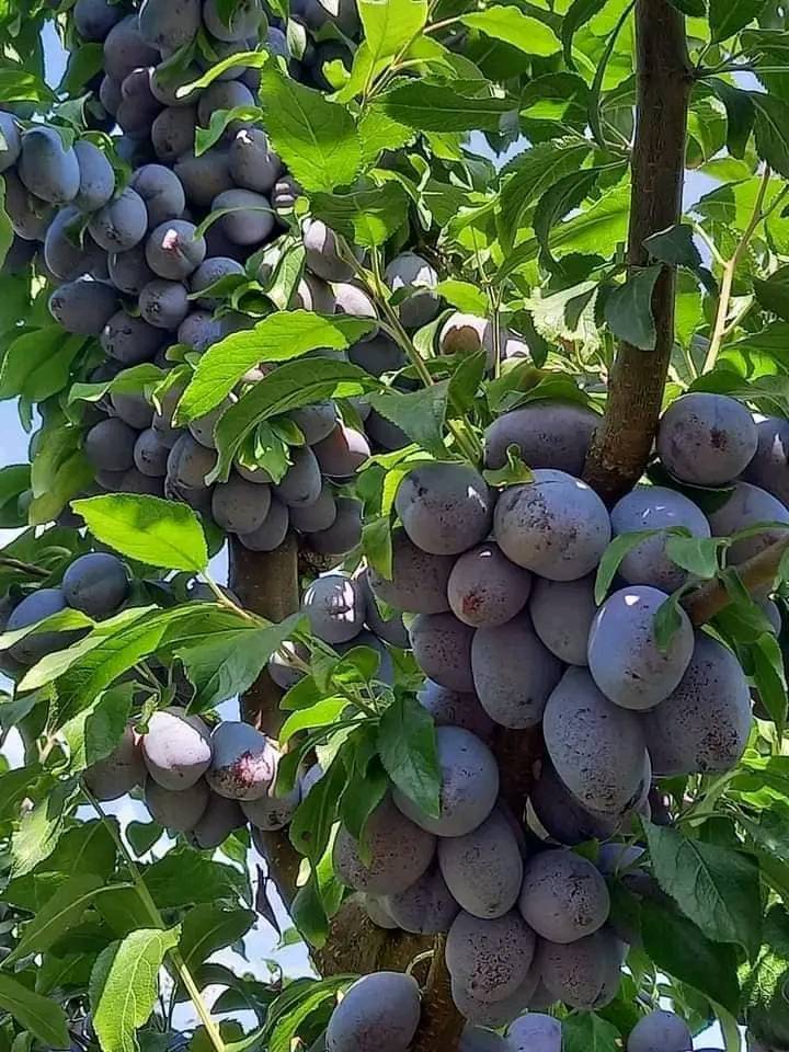 ���� ���� ������ �� ���� ������