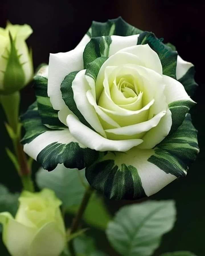 ���� ���� ������ �� ���� ������